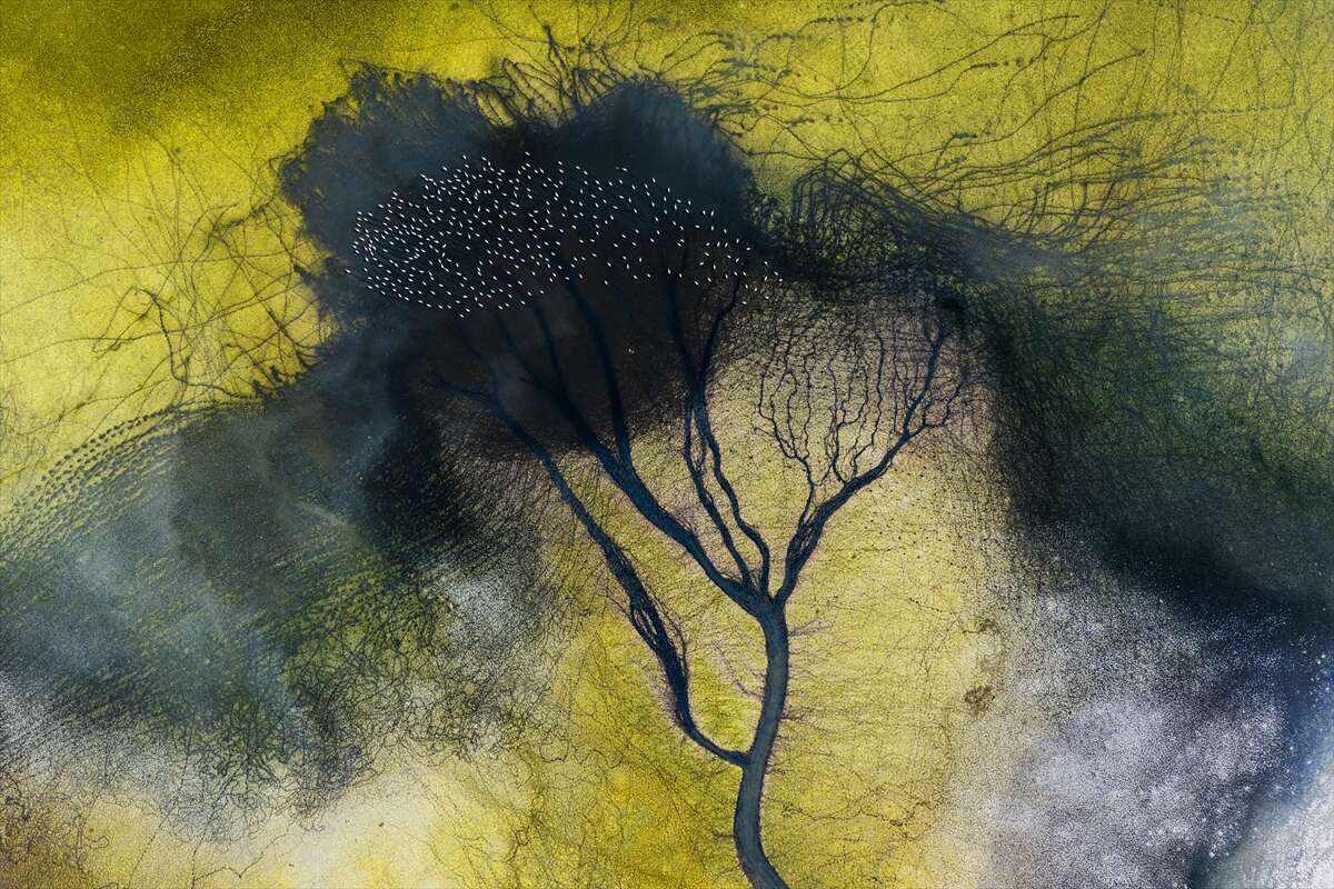 Konya’da kuruyan göl yeniden canlandı, flamingolar geri döndü 2